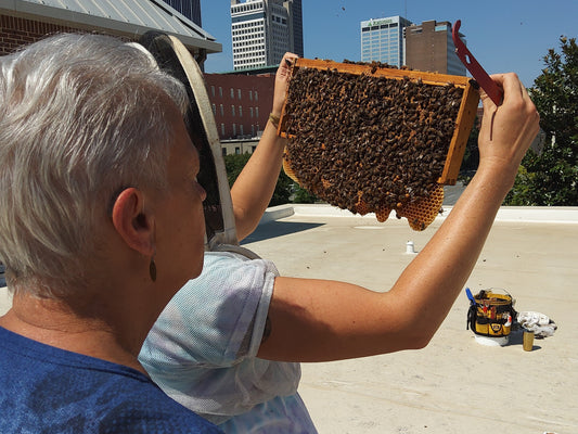 World Honey Bee Day